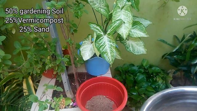How To Grow Syngonium Plant From Cutting @gardeningismypassionhindiv902