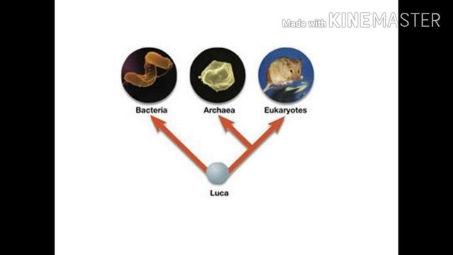 LUCA|Где зародилась жизнь? смотреть онлайн