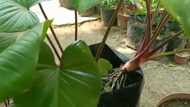 Indoor Plant: Homalomena Rubescens Care And Propagation смотреть онлайн