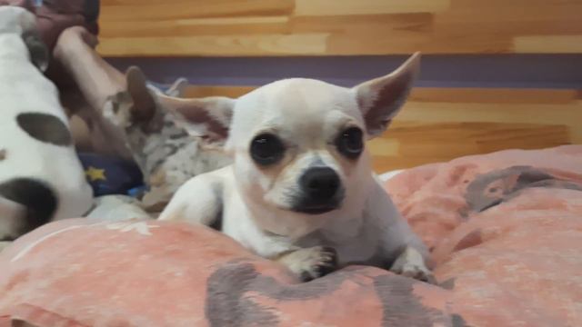доброй ночи 💤 питомник чихуахуа Кастропуло Крым Симферополь chihuahua смотреть онлайн