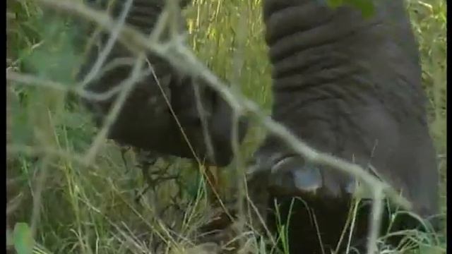 Дурбан ЮАР Путешествия натуралиста смотреть онлайн