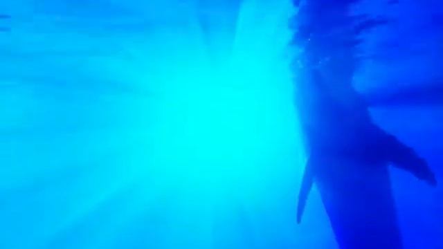 Dolphin Dance (Original Soundtrack) смотреть онлайн