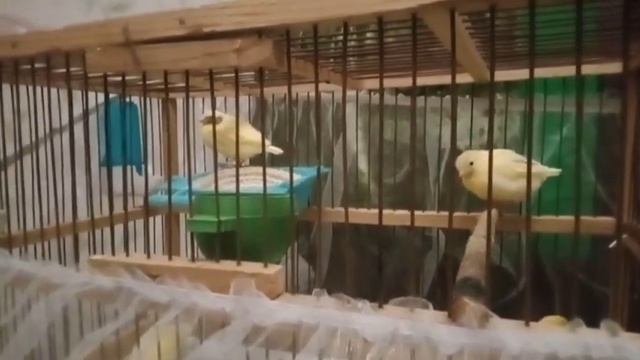 Купание канарейки. Птенцы слетают с гнезда. смотреть онлайн