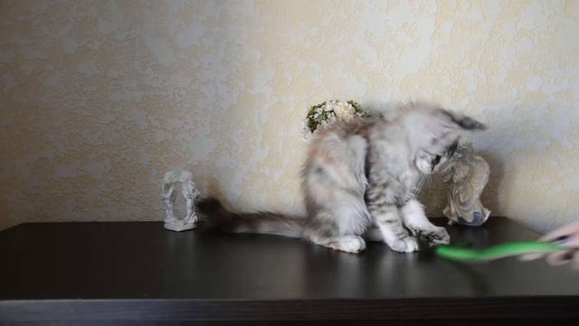 Кошка мейн кун мраморная черепаха - питомник "Amerkun" Мотильда смотреть онлайн