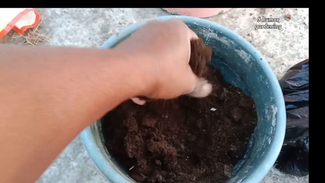 Hibiscus plant not flowering//why Hibiscus plant not flowering смотреть онлайн