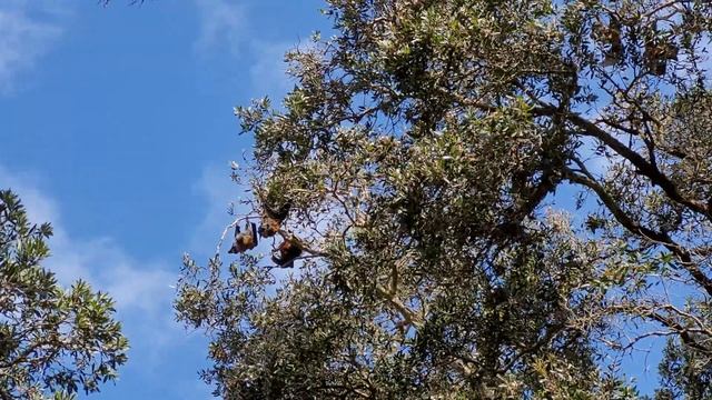 Летучие лисицы в Австралии смотреть онлайн