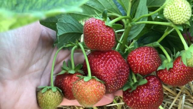 ПОЛВИНА. ВКУСНЫЙ, АРОМАТНЫЙ СОРТ С ВИШНЕВОЙ ЯГОДОЙ смотреть онлайн