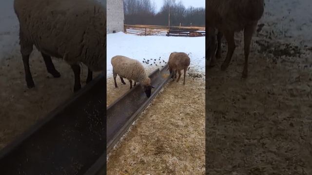 Обыкновенный день, кормление котные стадо. смотреть онлайн