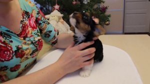 Как подклеить щенку ушки. Уход за собакой. Бивер. Видео  питомника Шоу Кураж г. Самара