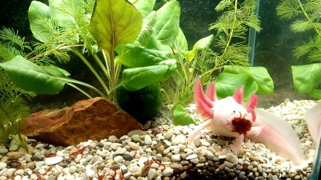 Аксолотль откусил мне палец смотреть онлайн