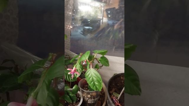 Чем я поливаю комнатные цветы и черенки