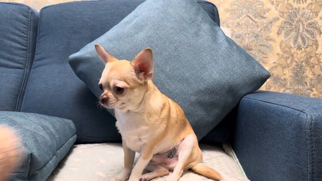 Полины игрушки. Лиса - самая "любимая". смотреть онлайн