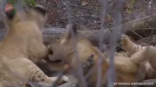 Большой леопард убивает льва, который хочет украсть его еду |10 опасных животных, гепарды, крокодил смотреть онлайн