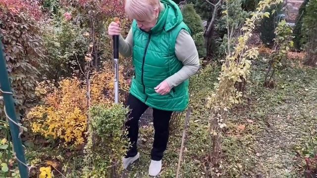 Как правильно пересадить взрослый куст осенью? смотреть онлайн