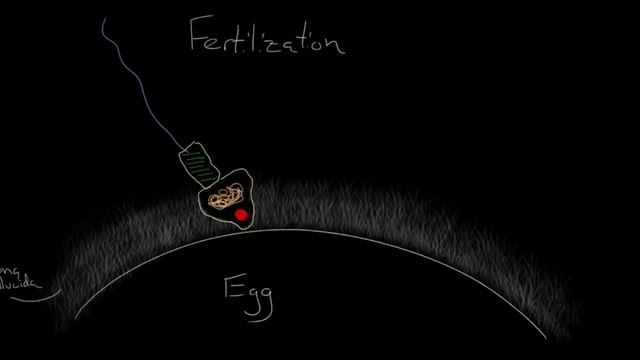 Egg, sperm, and fertilization | Behavior | MCAT | Khan Academy смотреть онлайн