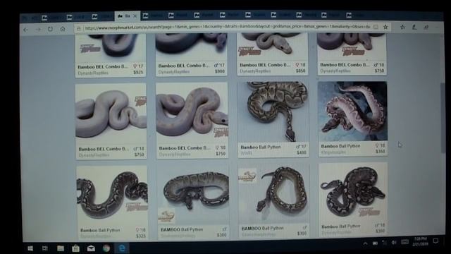How much is my ball python hatchling worth? смотреть онлайн