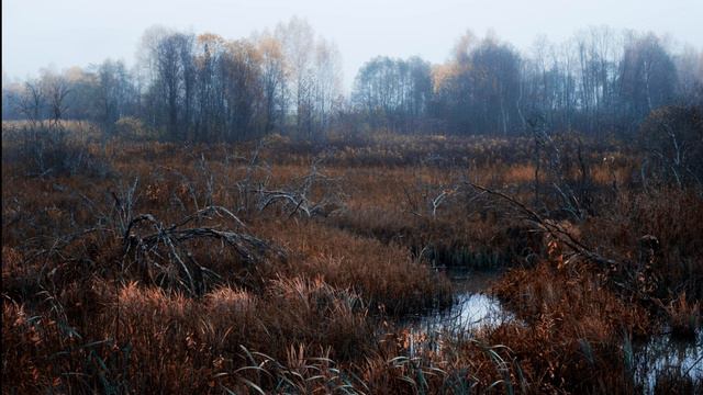ОСЕННИЙ СЕМИНАР НА БОЛОТЕ (ДОРОЖКА ВОКАЛ + ЗВУК СТРУН ГИТАРЫ 21. 02. 24) - МИХАИЛ ЧАРОВ ГОНЧАРЪ смотреть онлайн