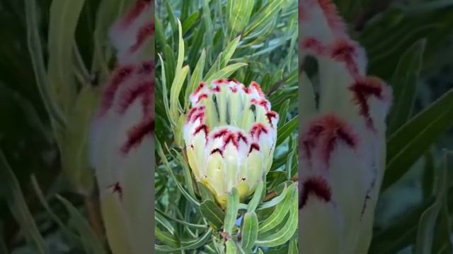 Harvesting Our First Protea Limelight On The Farm.
