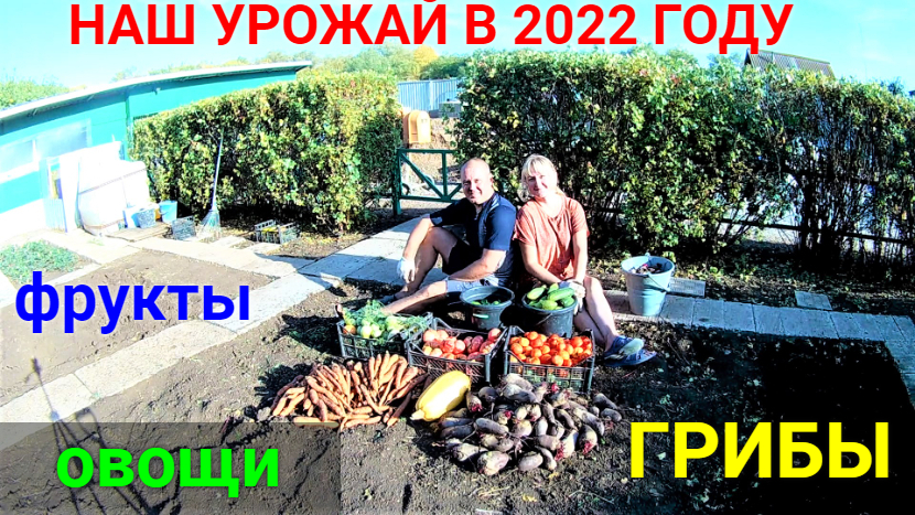 Урожай фруктов и овощей 2022 года. Грибы!!! смотреть онлайн