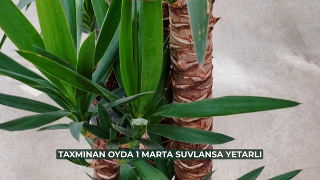 YUKA GULI | РАСТЕНИЕ ЮККА