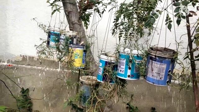 chameleon in our garden ~ gardening ideas ~ patrose ~ diy patrose planting ideas ~ mini home garden смотреть онлайн