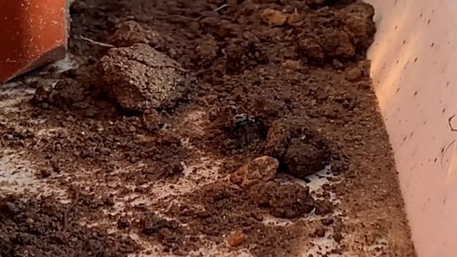 Чистая машина, муравей и муха, косуля на территории смотреть онлайн