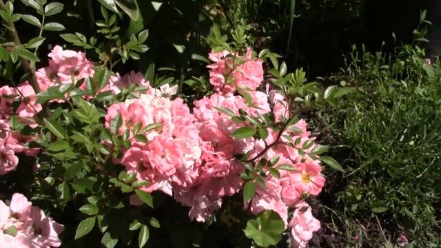 Первое цветение розы Ferdy ( миниатюрная плетистая) смотреть онлайн