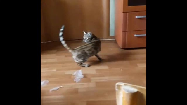 Бенгальская кошка смотреть онлайн