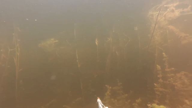 Подводная охота в гостевом доме "Чайка" 3 смотреть онлайн