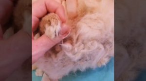 Стрижка кролика. Спасение жизни.