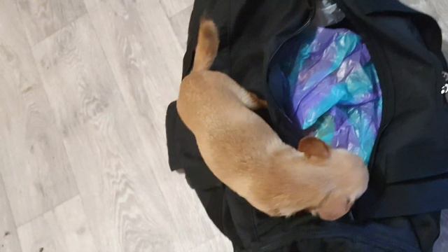 Чихуахуа Лёля встречает сумку смотреть онлайн