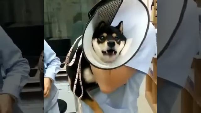 Собака боится уколов смотреть онлайн