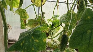 Какие огурцы не боятся холодов...