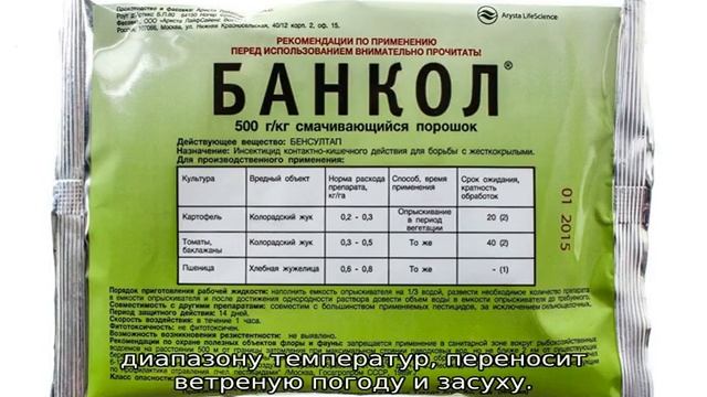 Барбарис Оттавский Суперба смотреть онлайн