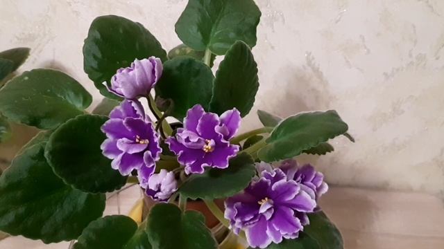 ЛЕ-Фуксиевая балерина. Изящная красавица. смотреть онлайн