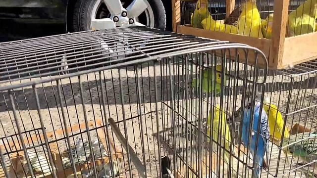 BUXORO QUSH BOZORI 18.09.2022 смотреть онлайн