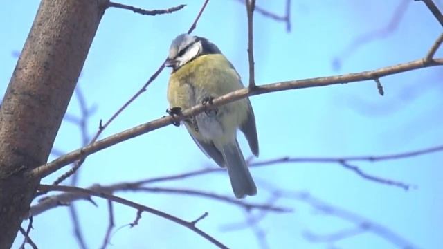 День красной рябины и прилетевших птиц смотреть онлайн