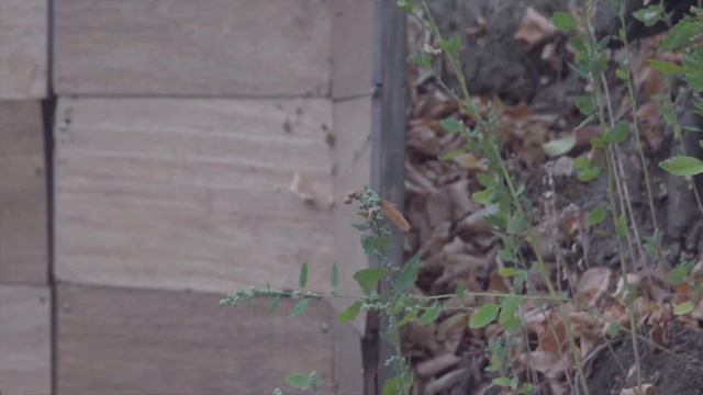 Осень на Южном Урале - стая лебедей на озере 11 сентября 2022 г смотреть онлайн