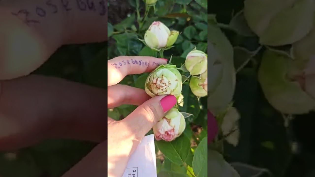 Обзор: питомник саженцев роз rosebushes.ru смотреть онлайн