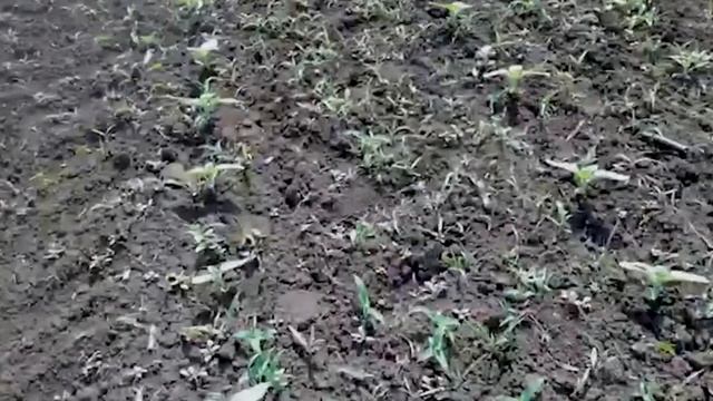 ГАРДО® ГОЛД на подсолнечнике, Полевой город Оренбург смотреть онлайн