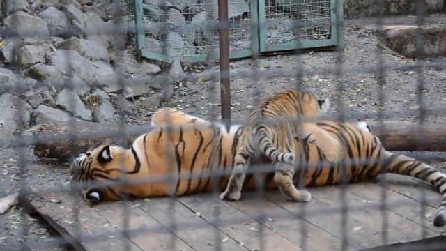 Милое семейство тигров в зоопарке "СКАЗКА"! смотреть онлайн