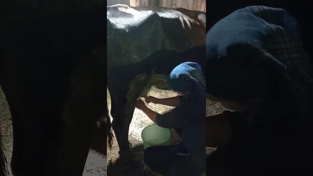 Ручная дойка коровы! смотреть онлайн