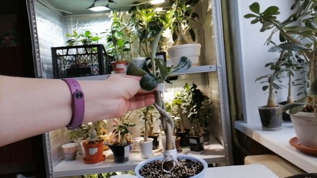 ШИКАРНЫЙ  АДЕНИУМ ИЗ ТРЁХ ЧЕРЕНКОВ ( ПОДРОБНО)