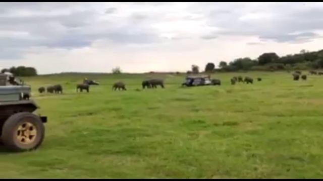 Majestic elephants of srilanka | elephant safari | oki v смотреть онлайн