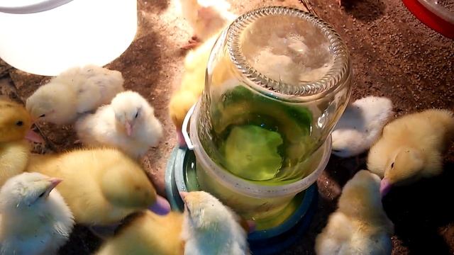 Бройлеры чешские 