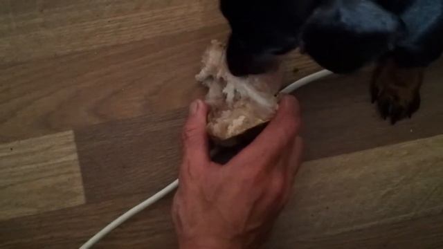 Жужа и кость смотреть онлайн