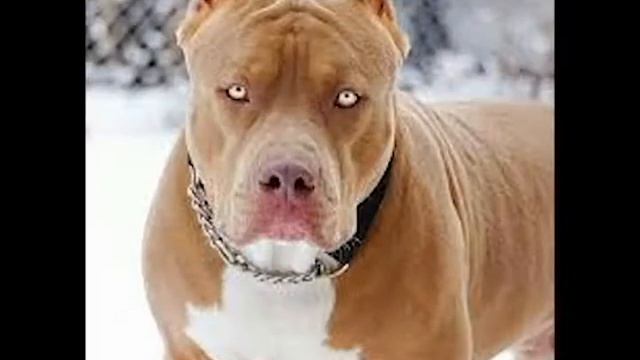 Pit Bull Seized смотреть онлайн