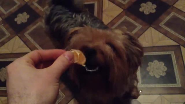 Собака жрет мандарин. Пес вегетарианец. смотреть онлайн