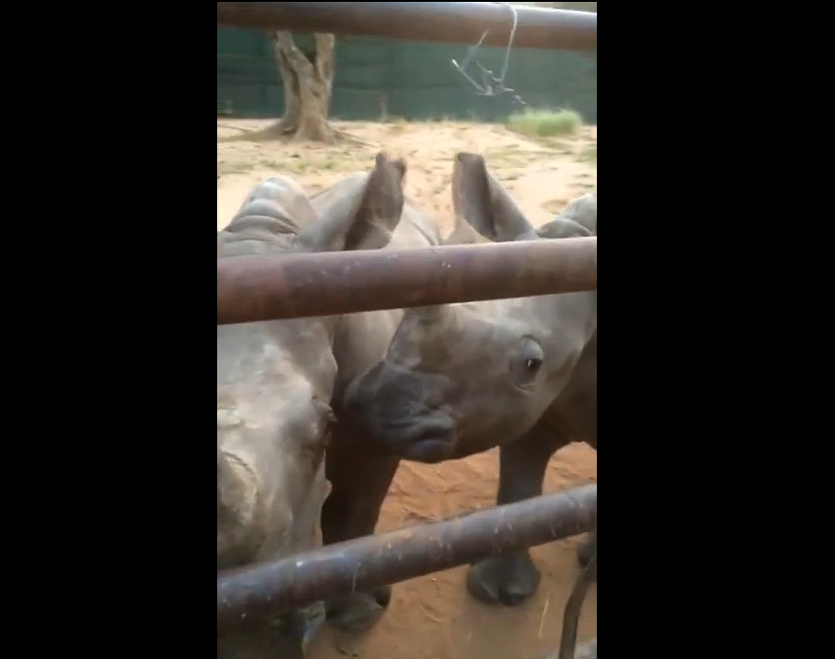 Детеныши носорогов тоже любят ласку смотреть онлайн