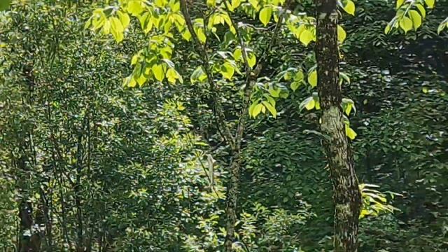 рыбалка в КБР # Trout fishing ? смотреть онлайн